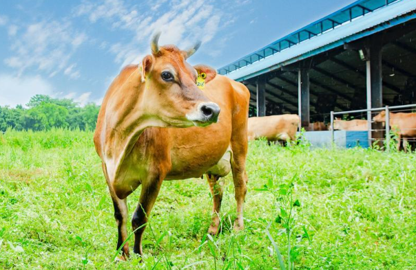 商业游牧时代终结，2026年如何找增长？ 